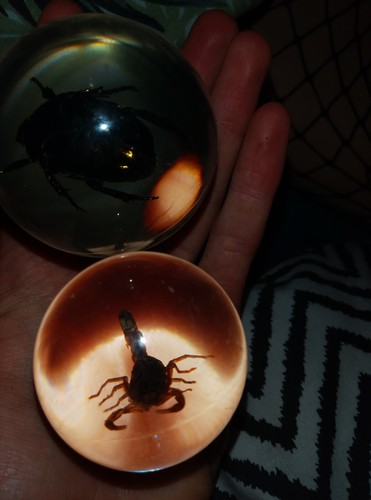 taxidermy Käfer und Skorpion in Glaskugeln