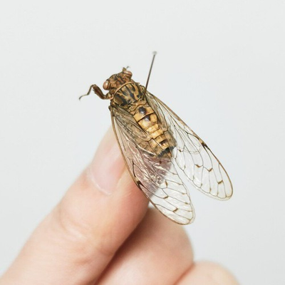 #ad REAL Cicada Cicadidae Science Education Specimen $9.00