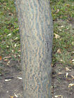 Picture 5 of 5