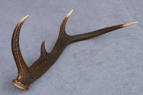 CUERNO, CUCHILLO, TALLA, MASTICABLE, TAXIDERMIA NATURALMENTE DERRAMADO DE CIERVO ROJO SALVAJE (CUERNO, CUCHILLO, TALLA, MASTICABLE) - Imagen 4 de 12