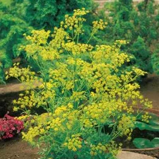Bouquet Dill Seeds | Heirloom | Free Shipping | Herb Seeds | Seed Store | 1144