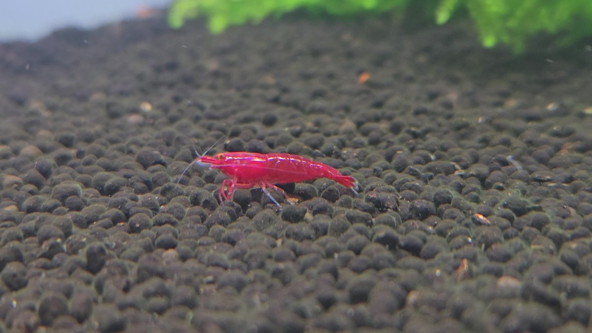 未開封品★タイニークラッシュLOW★オリカラ★ネオンレッド★NEON RED RARE) 10 Orange Eye Red Demon Neocaridina Shrimp (US BRED) | eBay