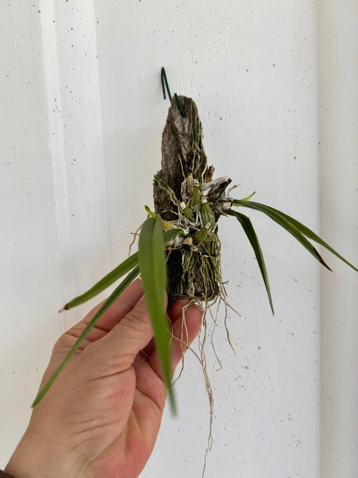 Encyclia moebusii  Orchid species blooming size Very Rare  - Imagen 4 de 4