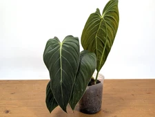 Philodendron Melanochrysum - Plant 4" Pot - Large Leaves