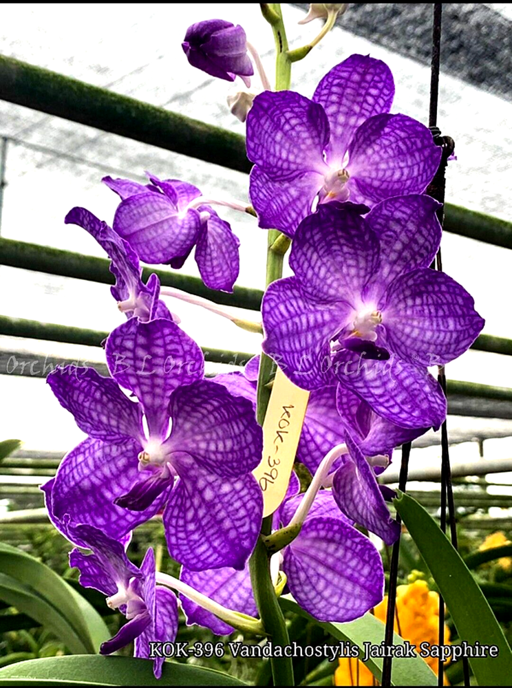 Vandachostylis Jairak Sapphire Sky rare blue orchid hybrid