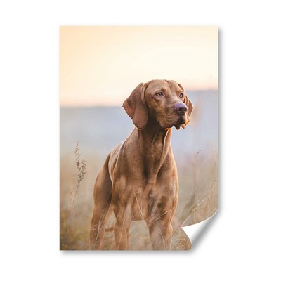 A5 - Ungarischer Zeiger Vizsla Hund Druck 14,8x21cm 280 g/m² #12566
