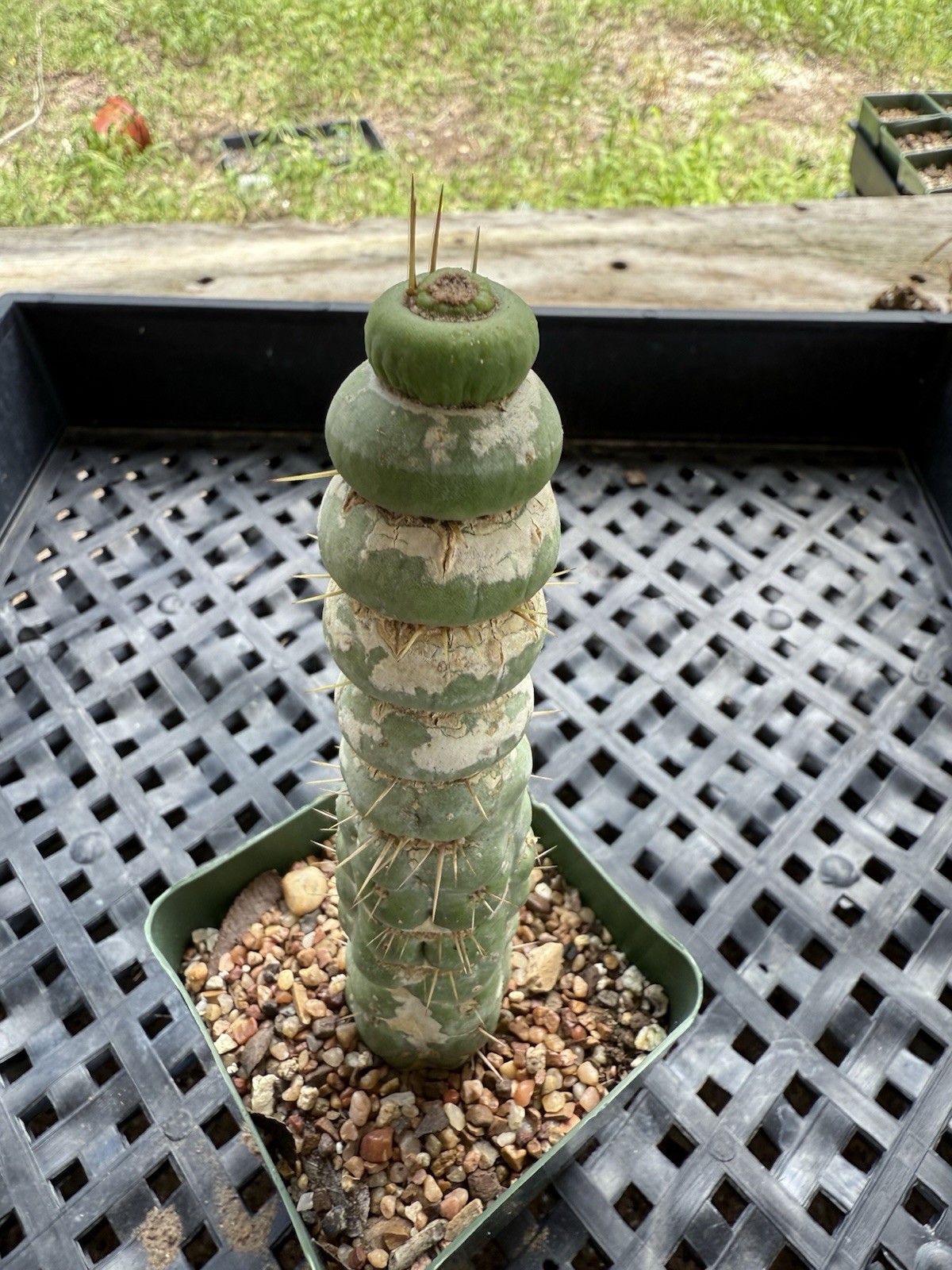 Eulychnia Castanea Spiralis “Unicorn Cactus “