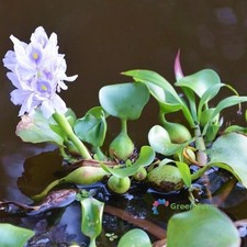 100 Seeds Eichhornia Water Hyacinths  Aquatic Unpretentious Flowering Plants