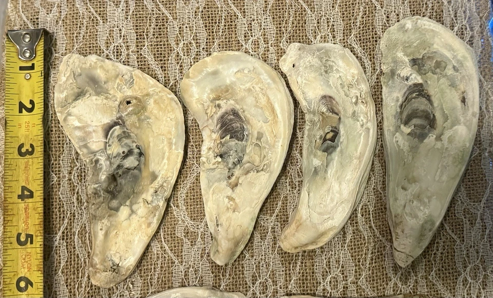 10 piezas grandes cáscaras planas de ostras para manualidades, artes y decoración del hogar hágalo usted mismo de 5" ~ 6" pulgadas Foto 2 de 3