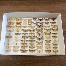 A  FINE COLLECTION OF 75 BRITISH MOTH SPECIMENS IN A WOODEN STORE BOX TAXIDERMY
