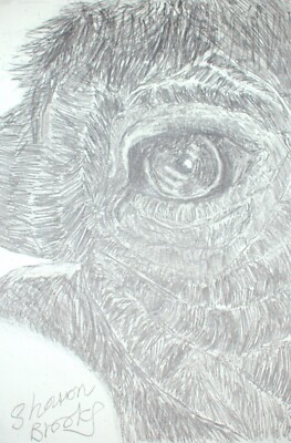 Elefant Kalb Nahaufnahme Gesicht Bleistiftskizze von Sharon Louise Brooks