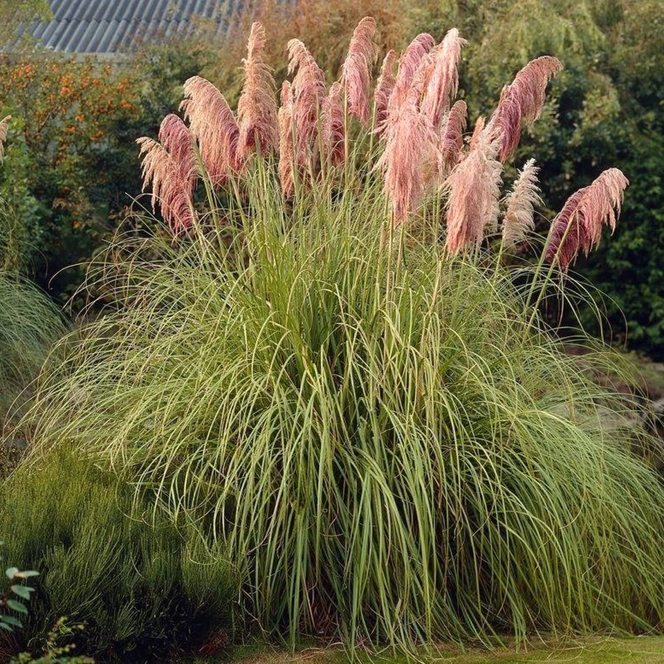 1 X PINK ROSEA CORTADERIA SELLOANA PAMPAS GRASS PUMILA TALL FEATHERY DECORATIVE - Image 2 of 4
