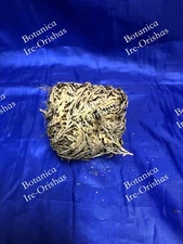 ROSA DE JERICO CONOSIDA COMO LA PLANTA QUE PROVEE SALUD, DINERO Y AMOR