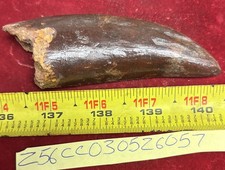 Rare Carcharodontosaurus Dinosaur Tooth T Rex Cousin 95 Mil Yrs Fossil 4 1/4”