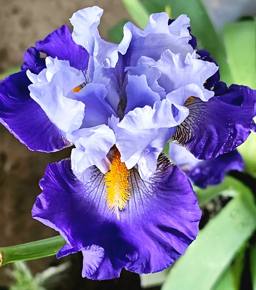 3 Bearded Iris Rhizomes " Cubs Win It "   Tall Live Plant Bulbs - Image 4 of 4