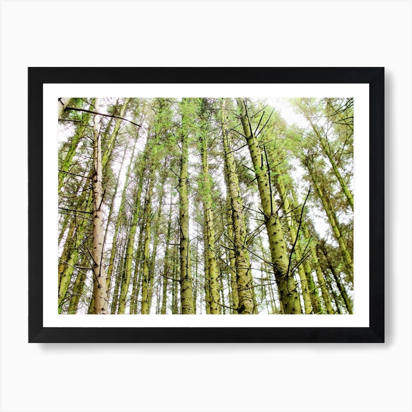 Shaugh prior tree Art Print Framed Wall Art Poster Canvas Print Picture