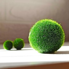 Large 1.5cm-2cm Exploding Marimo Moss Ball in Exploding Period Japanese Marimo