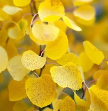 Populus tremuloides (Quaking Aspen) Tree Seeds, Shimmering Leaves