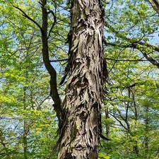 2 Shagbark Hickory Tree Seedlings for Planting - No Ship
