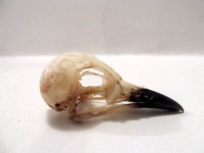 Songbird Bird Skull Nice Pycnonotus sp Taxidermy REAL