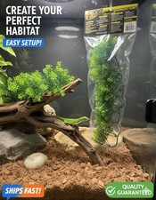 Premium Zoo Med Naturalistic Flora Borneo Star Terrarium Plant