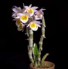Miniature Orchid Species Dendrobium crepidatum. Near Blooming Size Plant