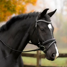 Black Oak Magnolia Horse Dressage Bridle, Includes Reins, Crystal Browband