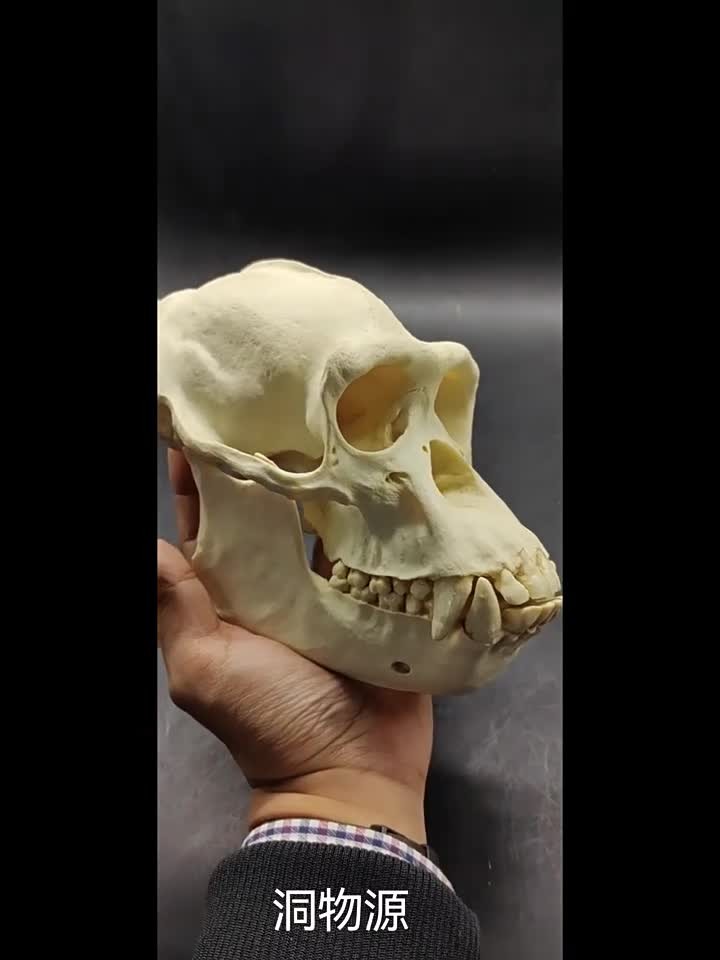 NEW Chimpanzee Skull Specimen Model Figurine Statue Sketch 1:1
