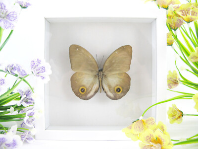 Princess Diana - Real Butterfly, Prepared in a 3D Display Case - Museum Quality