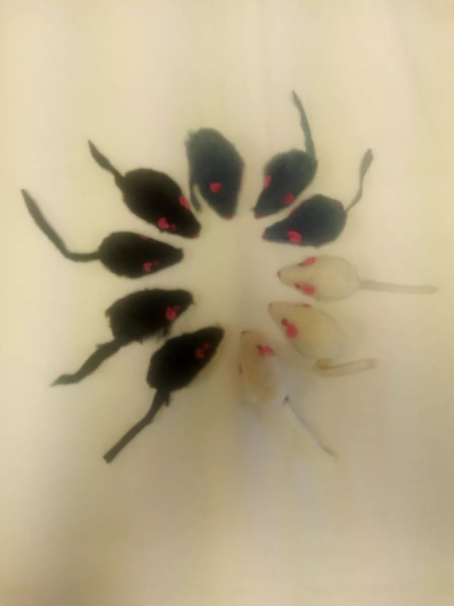 Zanies hot sale cat mice