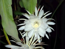 Epiphyllum Oxypetalum (Queen of the Night Orchid Cactus) 1 living plant