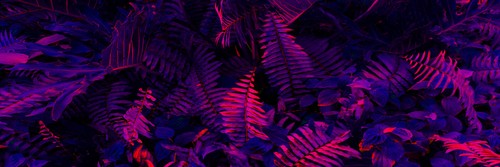 Panoramic Canvas Tropical Purple Leaf High Quality 100% Australian Made Quality - Picture 3 of 3