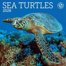 Ziga Media,  Sea Turtles 2026 Mini Wall Calendar, 7'' X 7'', 16-Month Calendar w
