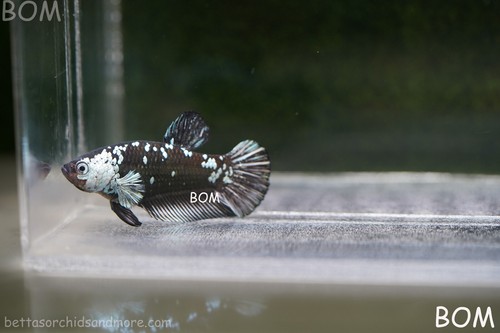 LIVE BETTA HMPK MALE BLACK MAMBA | BOM-A246 - Picture 5 of 20