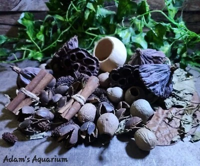 Large Botanical Enrichment Box Blackwater Aquarium Fish Shrimp Aquascaping