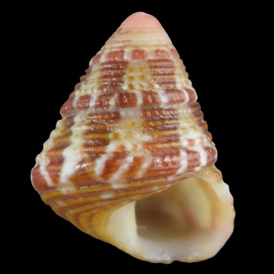 Jujubinus Baudoni Girona Spain 6 9mm Ebay