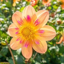25 Kelsey Ann Dahlia Perennial Flowers Seeds Flowering Bloom 1129 US SELL
