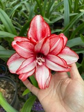 Pretty Imported Double Amaryllis Lily Light Red Flower Bulb Pack Of 3 Bulb
