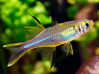 3-Pack Celebes Rainbowfish – Rare Elegant Live Freshwater Fish for Planted Aquar