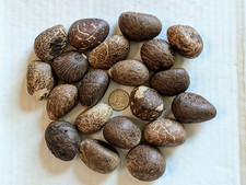  20 Small Tagua Nuts