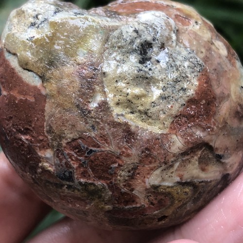 77G INCREÍBLE PERMIAN ENTERO 3 COLORES SUTURA AMONITA FÓSIL CALCITA MOLUSCO - Imagen 14 de 15