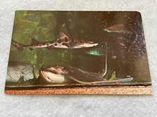 Leopard Shark and Batray, Scripps Institution of Oceanography Vintage Postcard