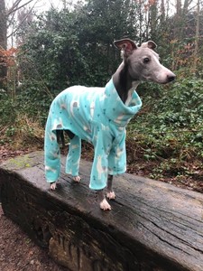 italian greyhound in jumper
