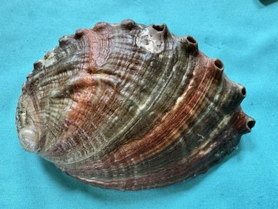 schöne Muschel Haliotis discus, 144mm lang- Natur