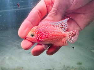 その他 Flower Horn LIVE FISH - Cichlid - ZZ Flowerhorn 5-6cm - Aquarium Central