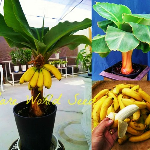 Baby dwarf banana bonsai banana plant fresh bonsai seeds rare banana type banana - Picture 4 of 6