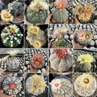 Astrophytum  asterias mix -Tailand-  20seds harvest 2026