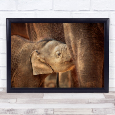 Safe A Well Careed Elefant Elefanten Tier Tiere süßes Jungtier Wandkunstdruck