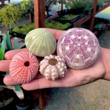 Large Sea Urchin Seashells Rare Real Beach Aquarium Home Decor 4 Pack 1.5-5" In
