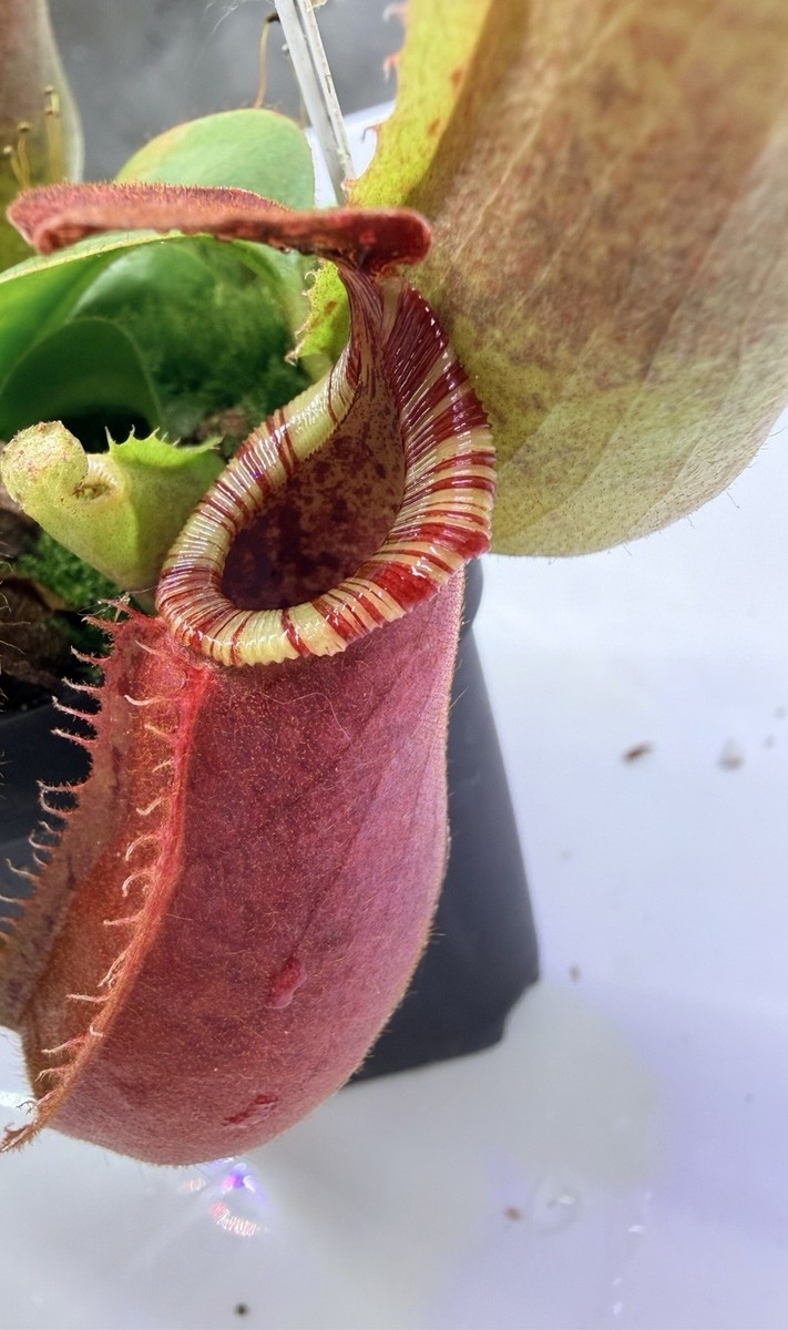 Nepenthes {[(Rokko x bosch) x veitchii] x veitchii} x veitchii